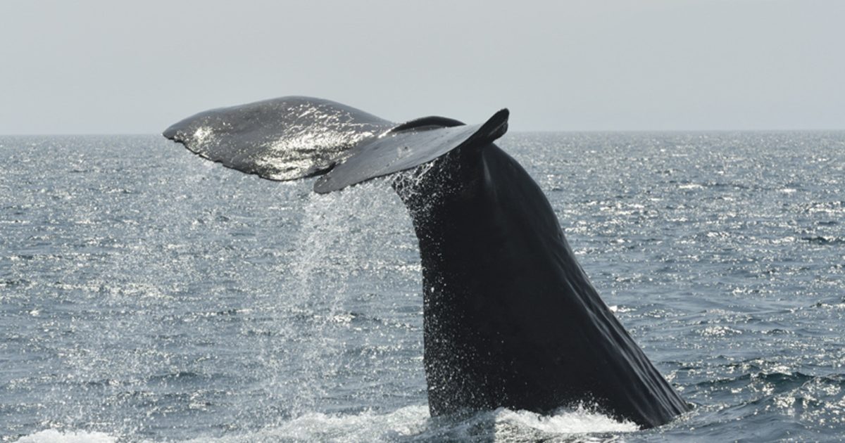 マッコウクジラのシーズン到来です